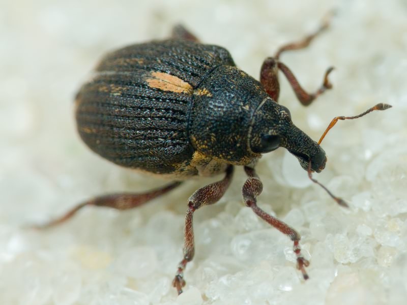 Rhinoncus leucostigma (Marsham, 1802)